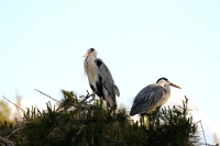 15568 Ardea cinerea (Airone cenerino)